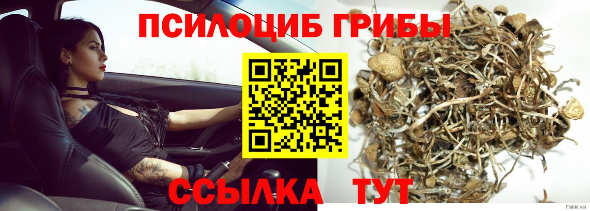 Псилоцибиновые грибы Psilocybine cubensis Торжок