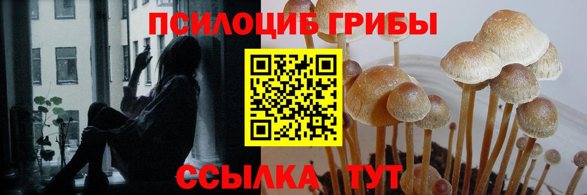 Галлюциногенные грибы Magic Shrooms  Вход с VPN  Торжок  Псилоцибиновые грибы Psilocybe 